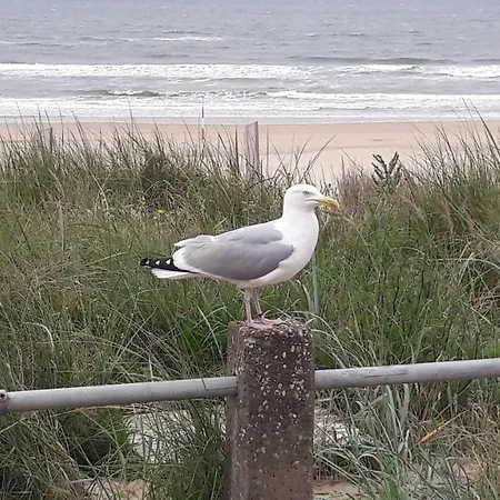 Beachhouse Engelbert Apartment