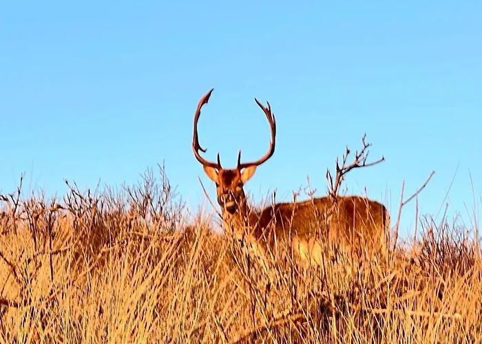 Beachhouse Engelbert Appartement