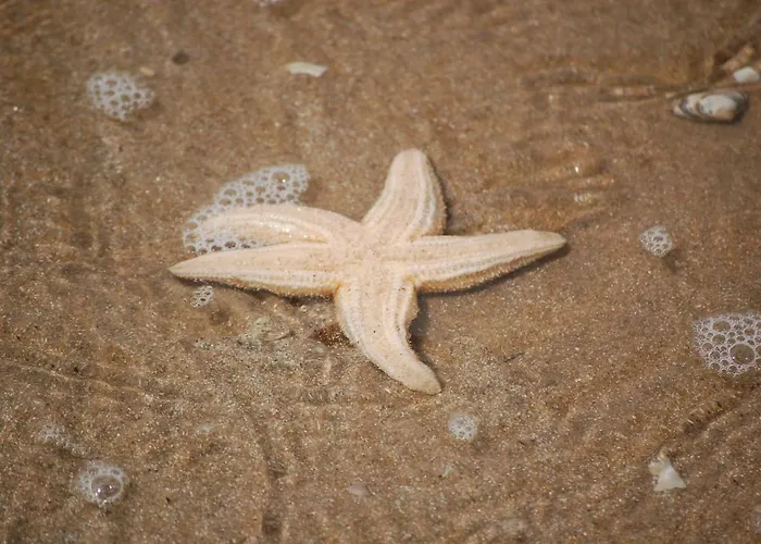 Beachhouse Engelbert * Zandvoort