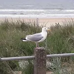 Beachhouse Engelbert Апартаменты