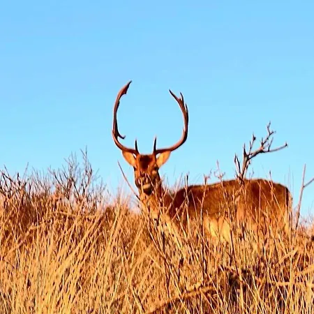 Beachhouse Engelbert アパート