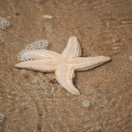 Beachhouse Engelbert * ザントフォールト